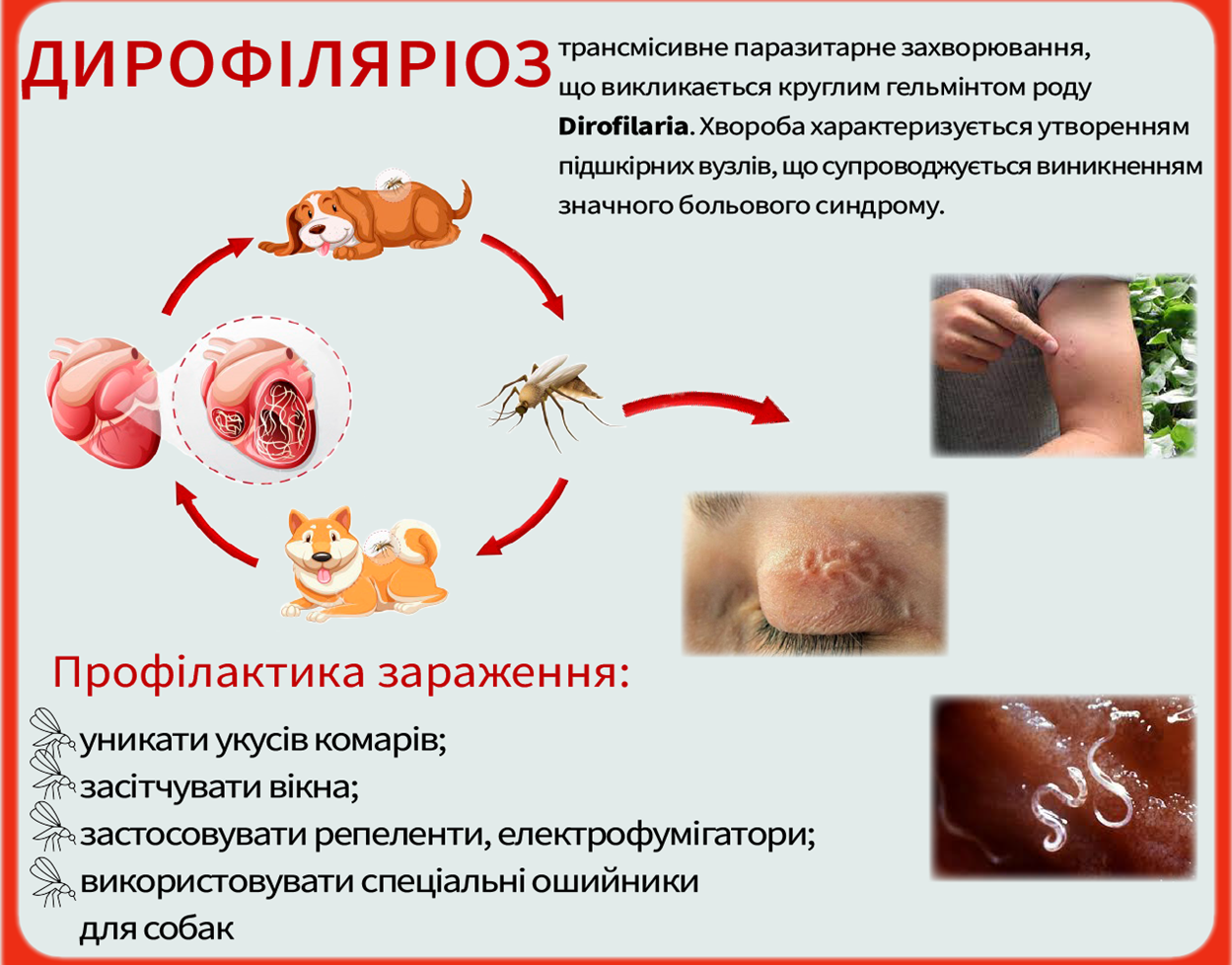 Дирофіляріоз