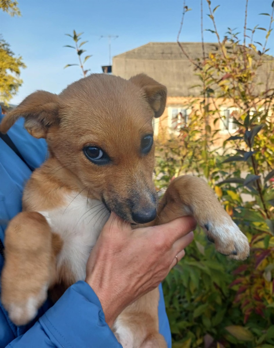 Цуценятко-дівчинка, яке «Нікі» віддали військові. Уже два тижні живе на перетримці. Малечі 2–3 місяці, вона вакцинована, а стерилізацію волонтери гарантують, коли підросте.
