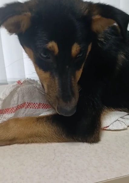 Гранд. Молодий песик, пів року. Жвавий, допитливий, контактний. Вакцинований і проглистований, готовий хоч зараз переїжджати в родину.