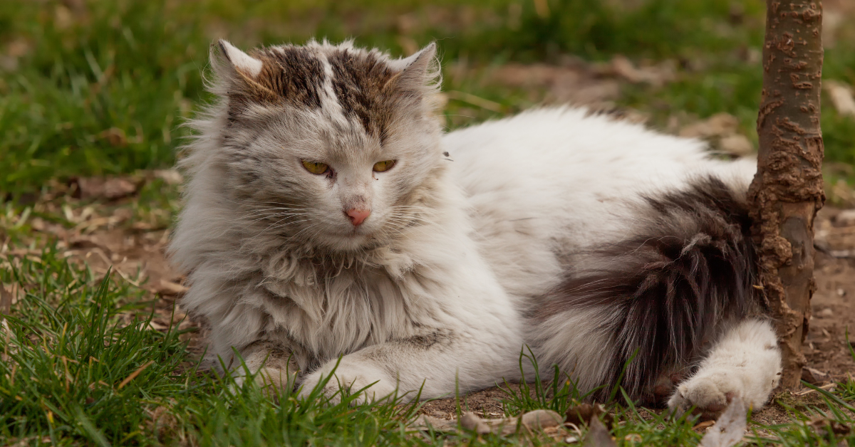 Зображення для наочності.